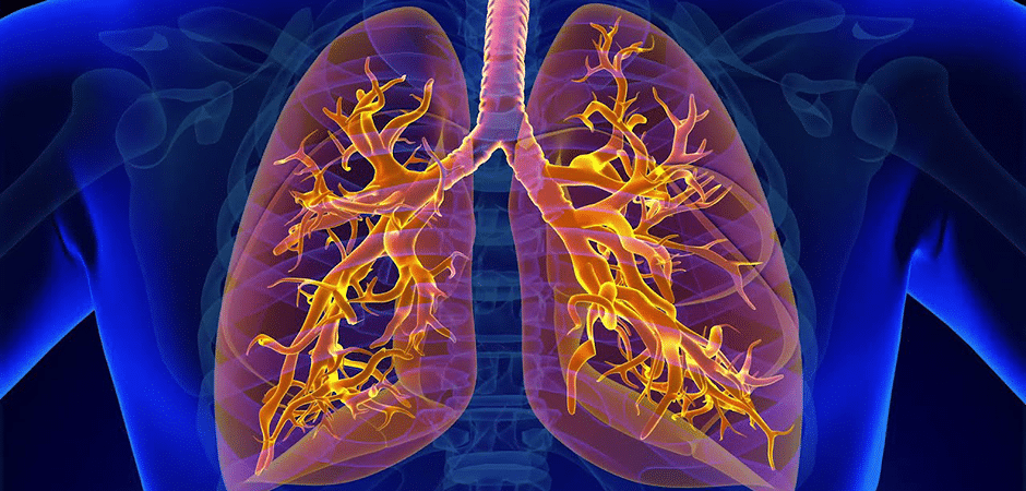 lung graphic